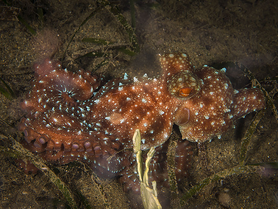 Pinnoctopus luteus